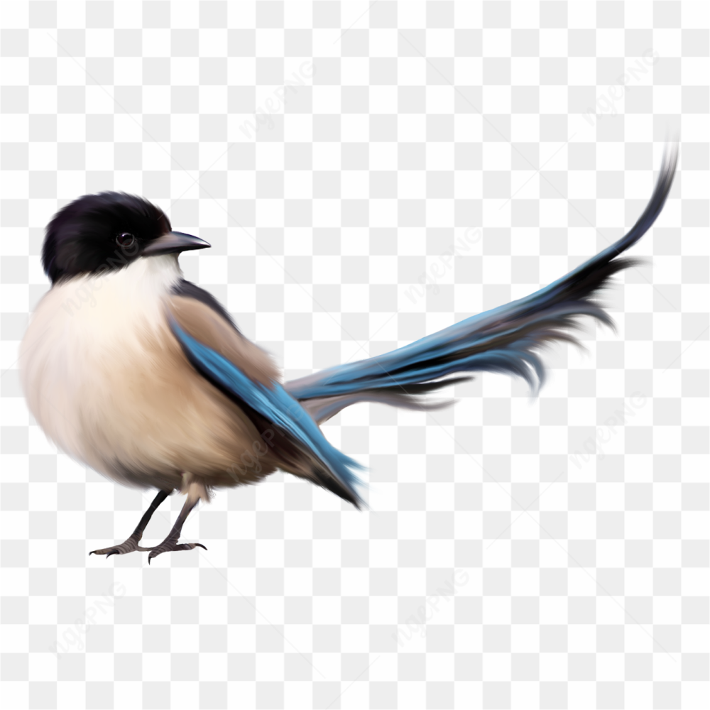 Beauty bird black blue brown white