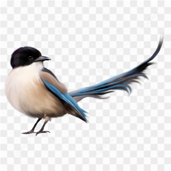 Beauty bird black blue brown white