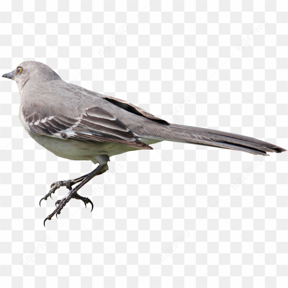 Grey nature bird
