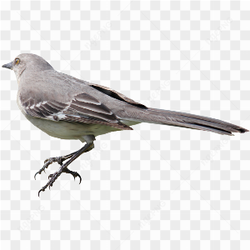 Grey nature bird