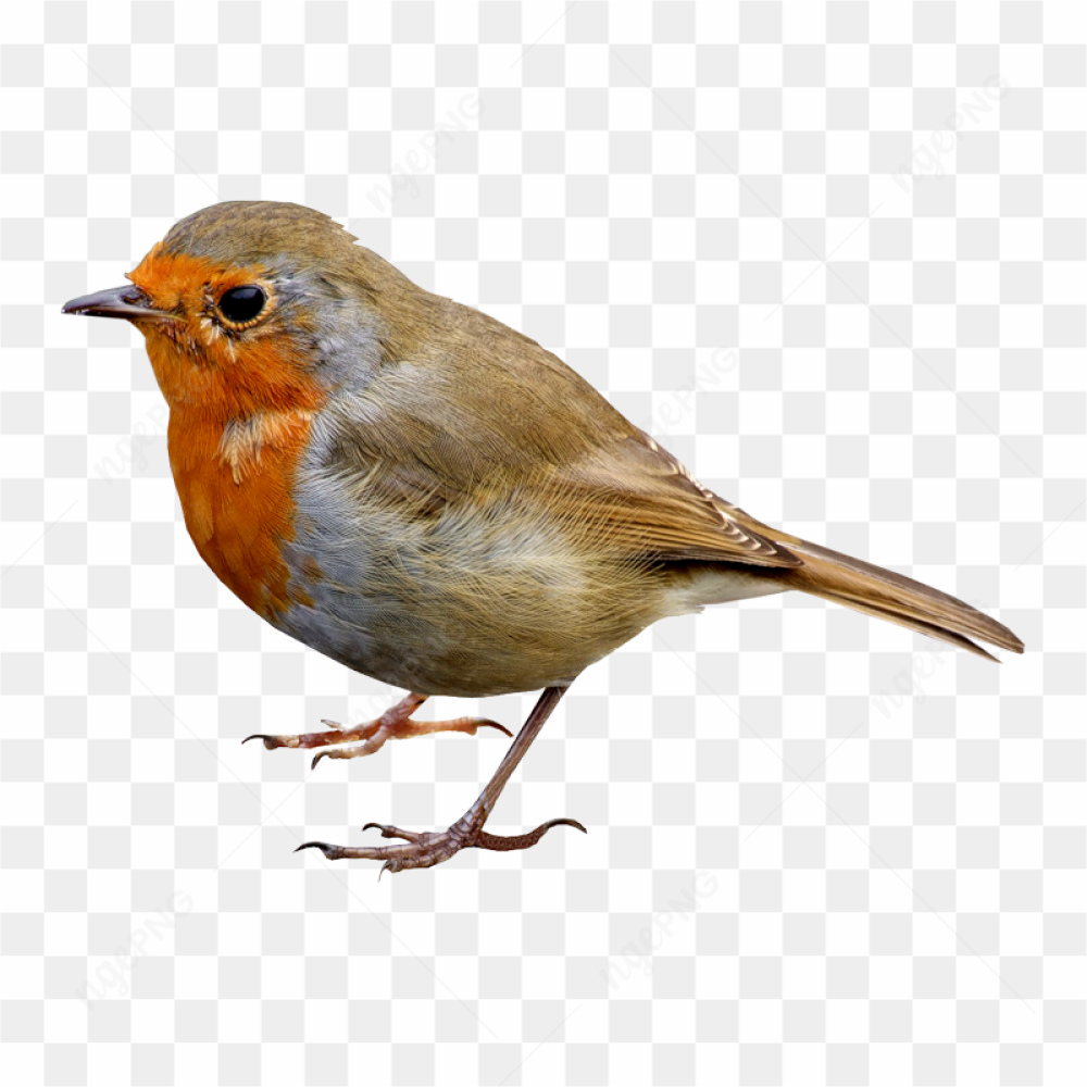 Orange brown bird
