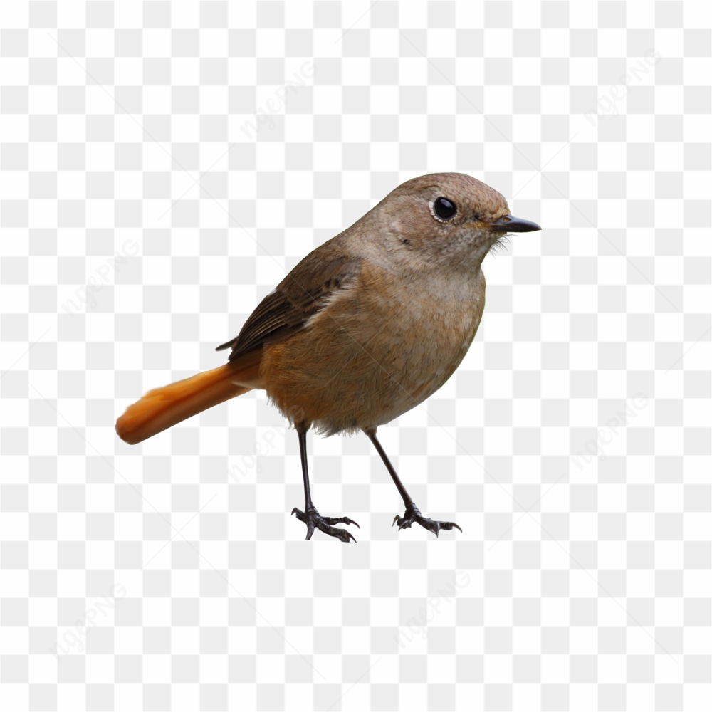 Bird with small eyes