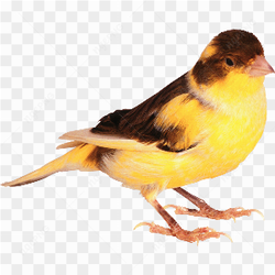 Yellow brown canary