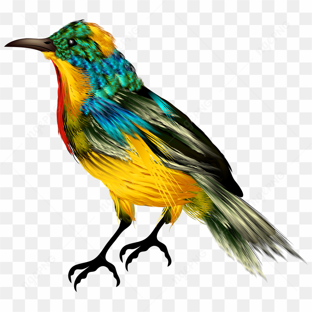 Beauty nature bird