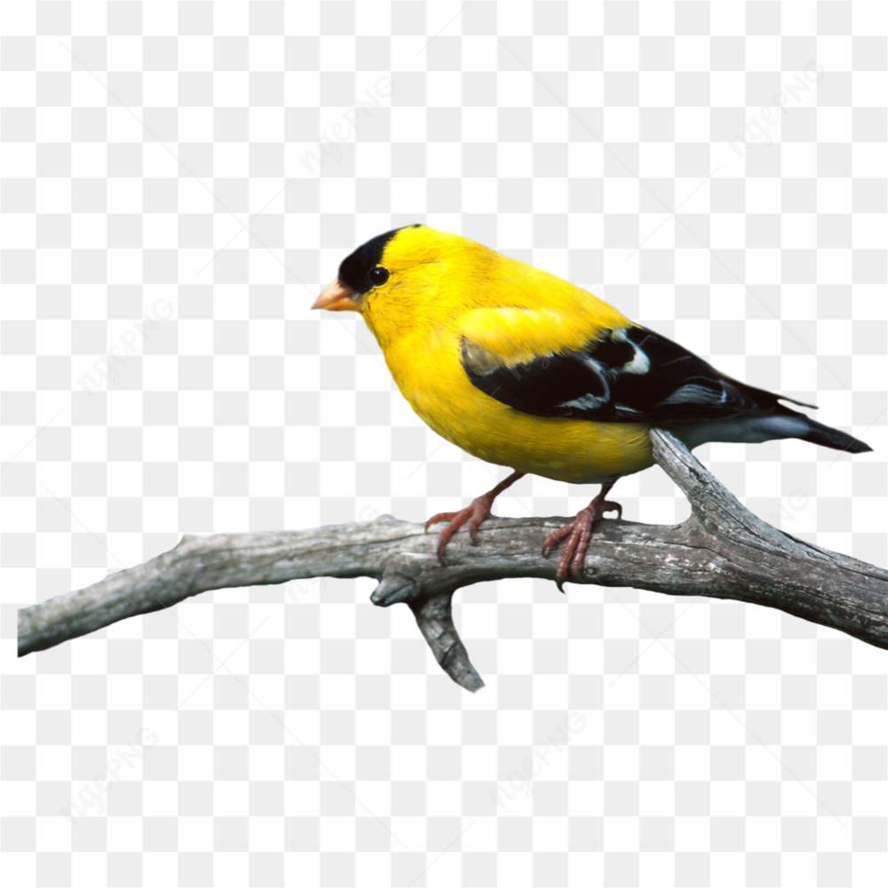 Black yellow bird