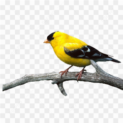 Black yellow bird