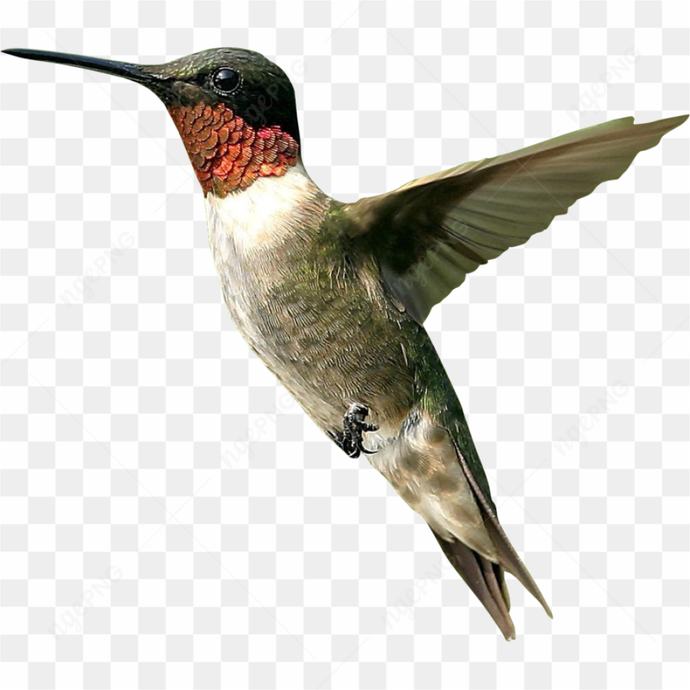 Flying up bird