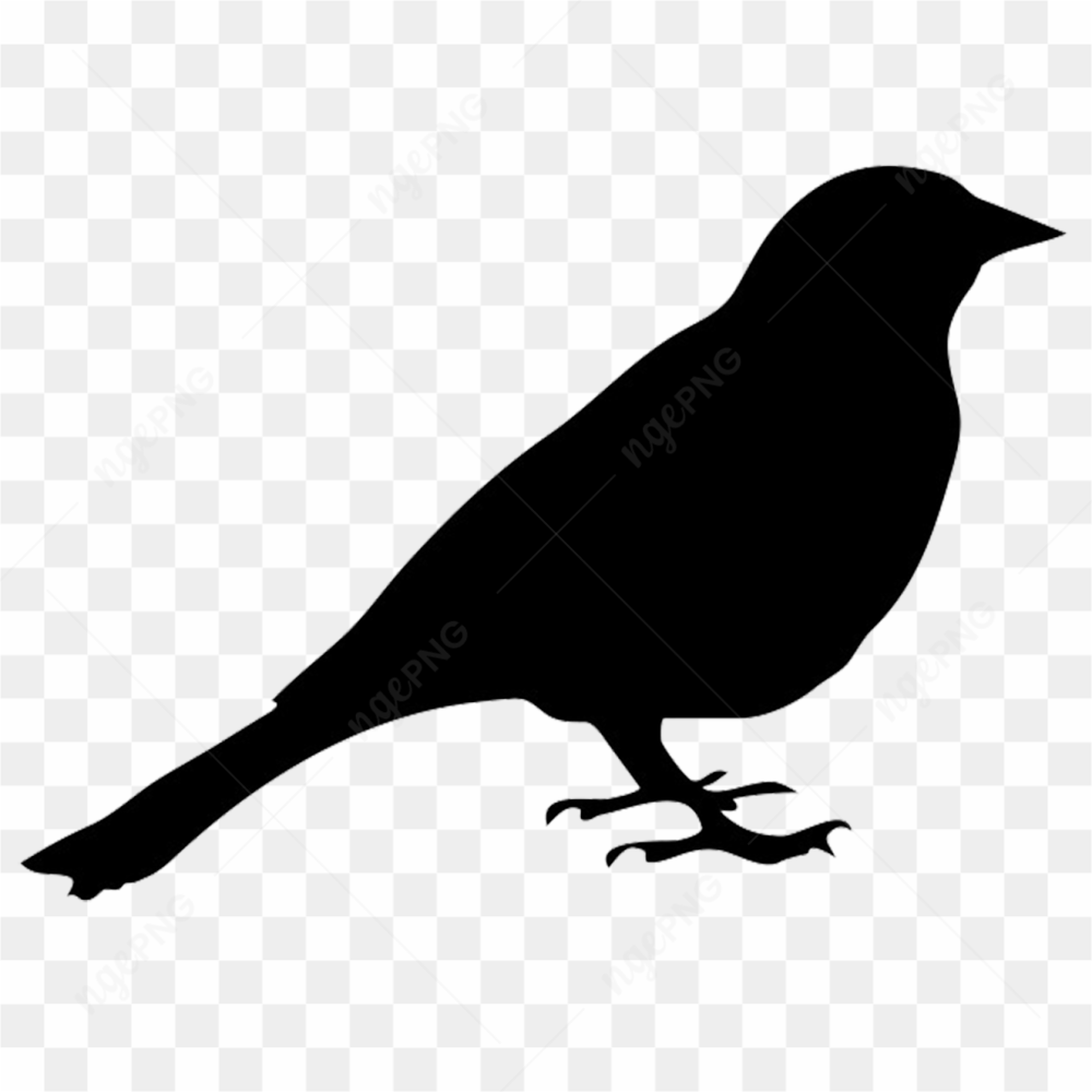 Black canary bird