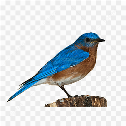 Blue bird brown in wood