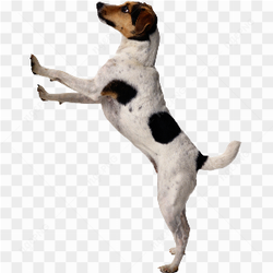 Jumping dog white