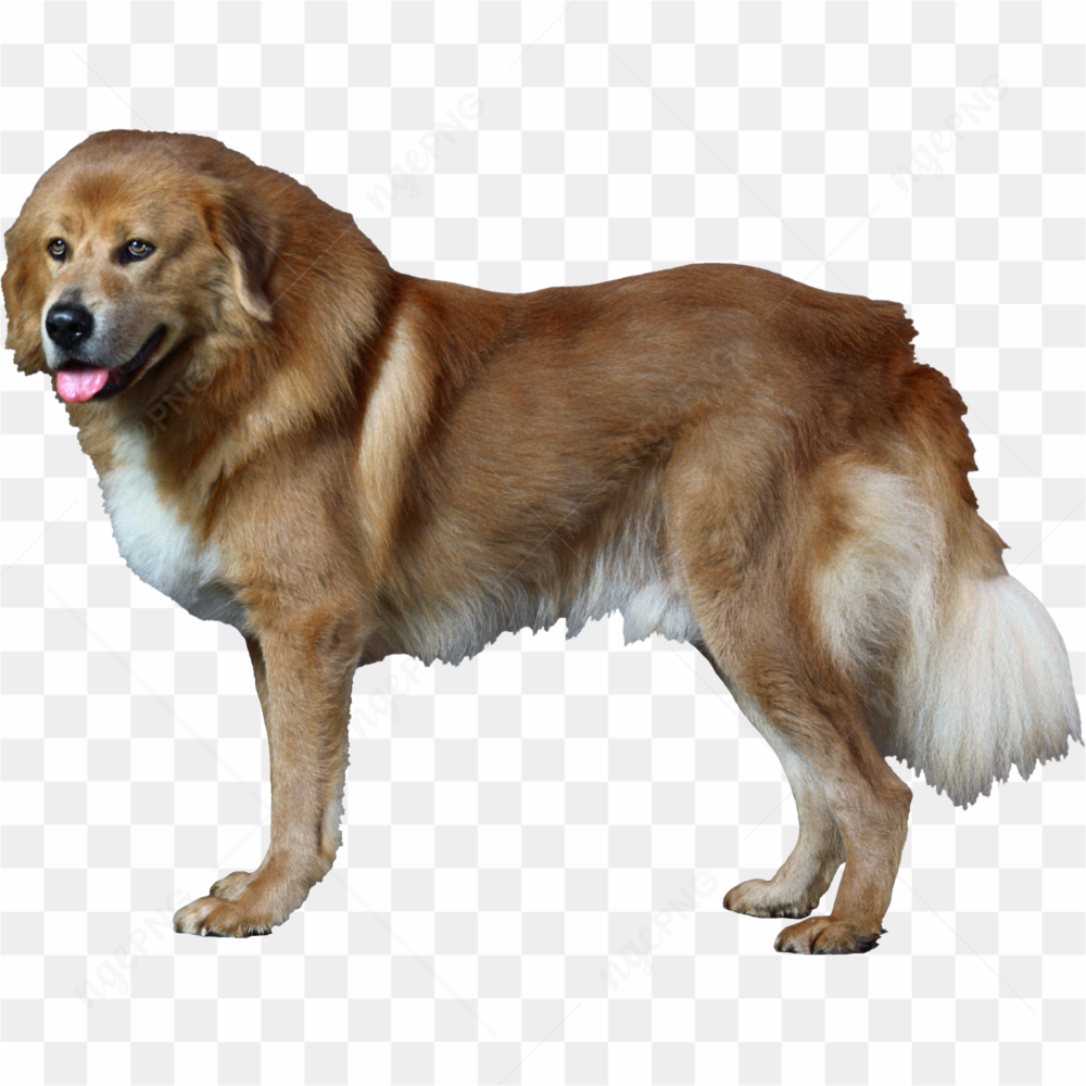 Beauty dog brown