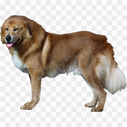Beauty dog brown