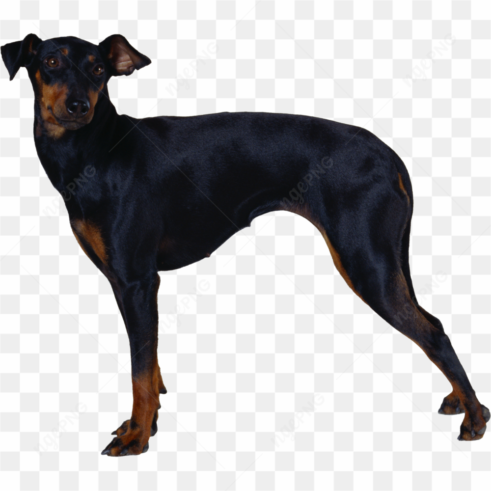 Long black dog