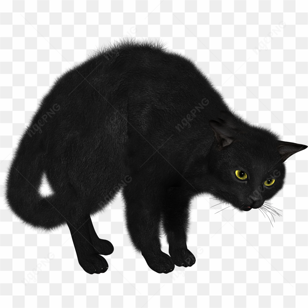 Black cat kitten