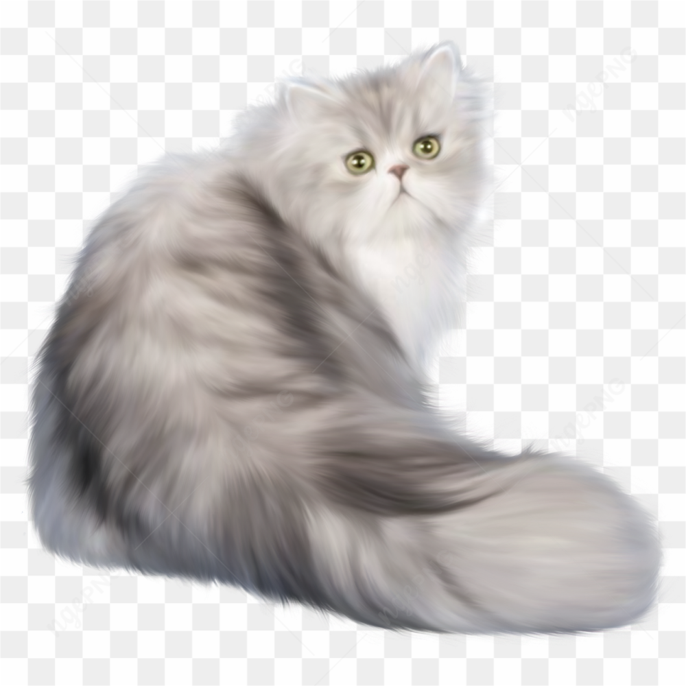 Beauty grey cat