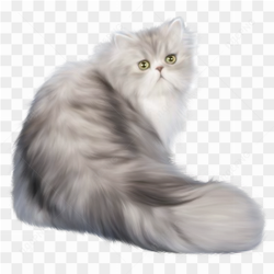 Beauty grey cat