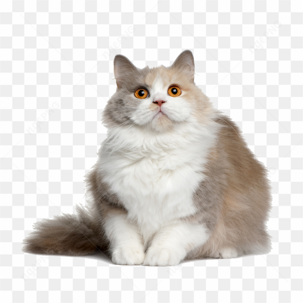 Cat with orange eyes watching
