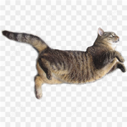Black cat jumping