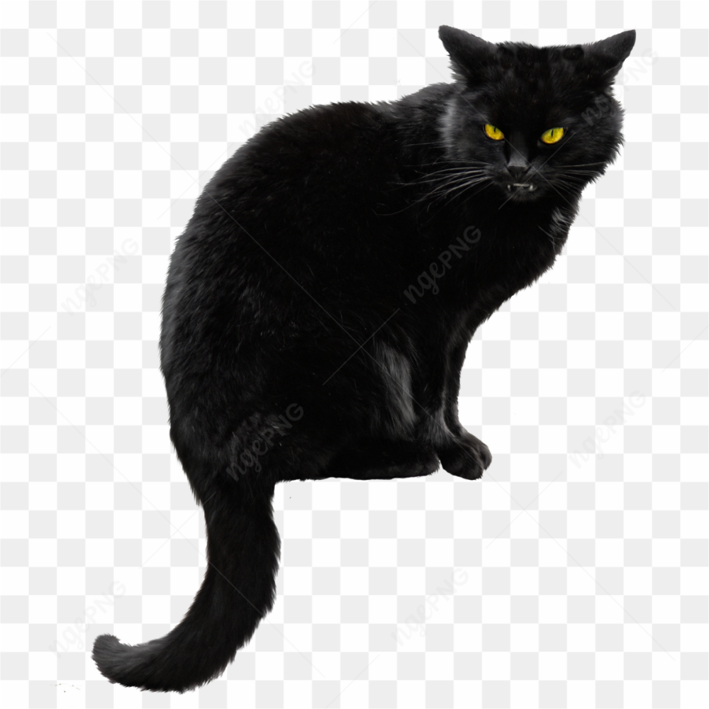 Angry black cat with orange yellow eyes