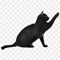 Black cat playing
