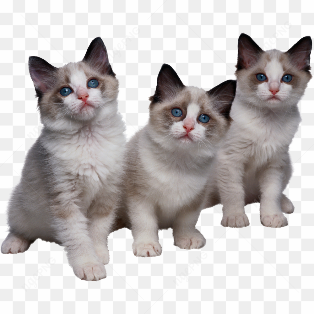 3 kittens 3 cats
