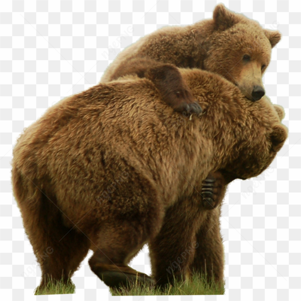 2 bears playing