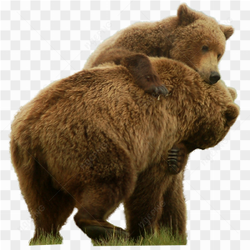 2 bears playing