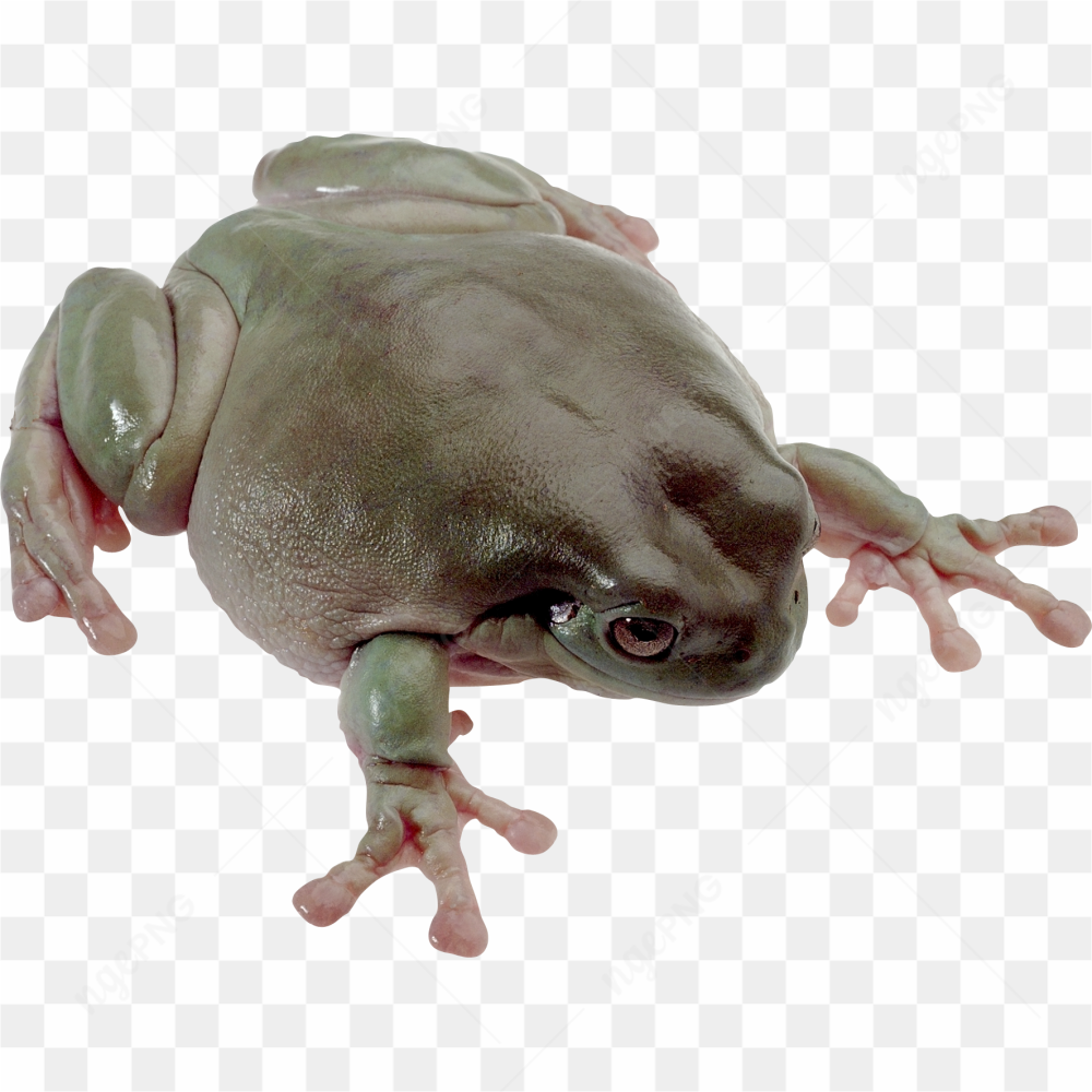 Real grey frog