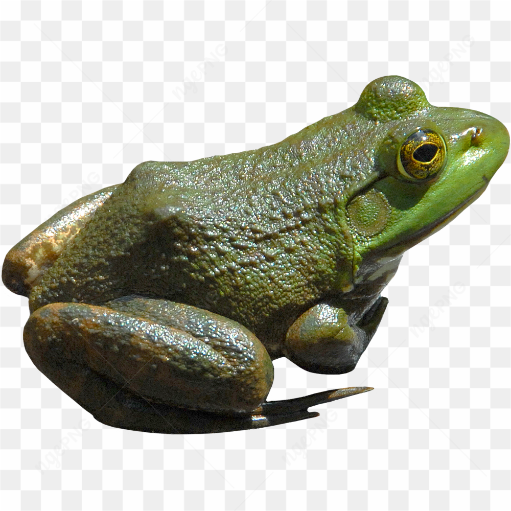 Real big frog