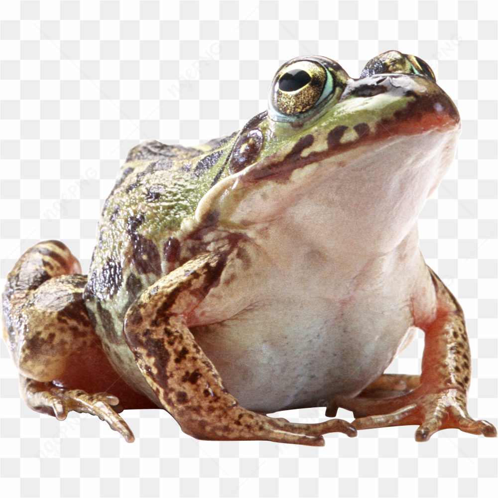 Biggg frog real