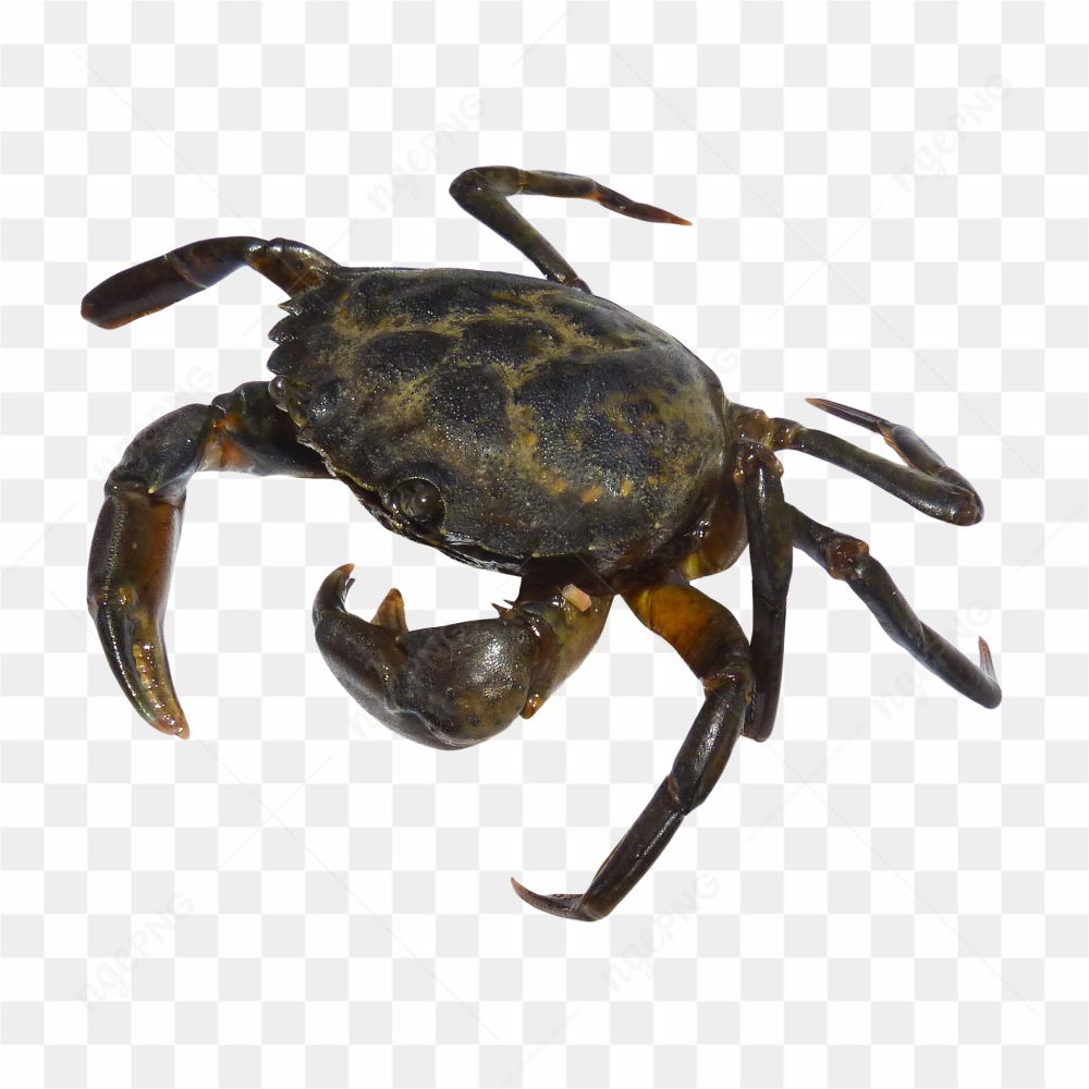 Black crab big