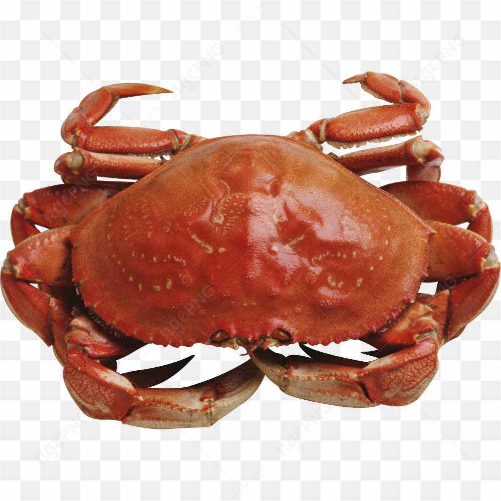 Big crab red