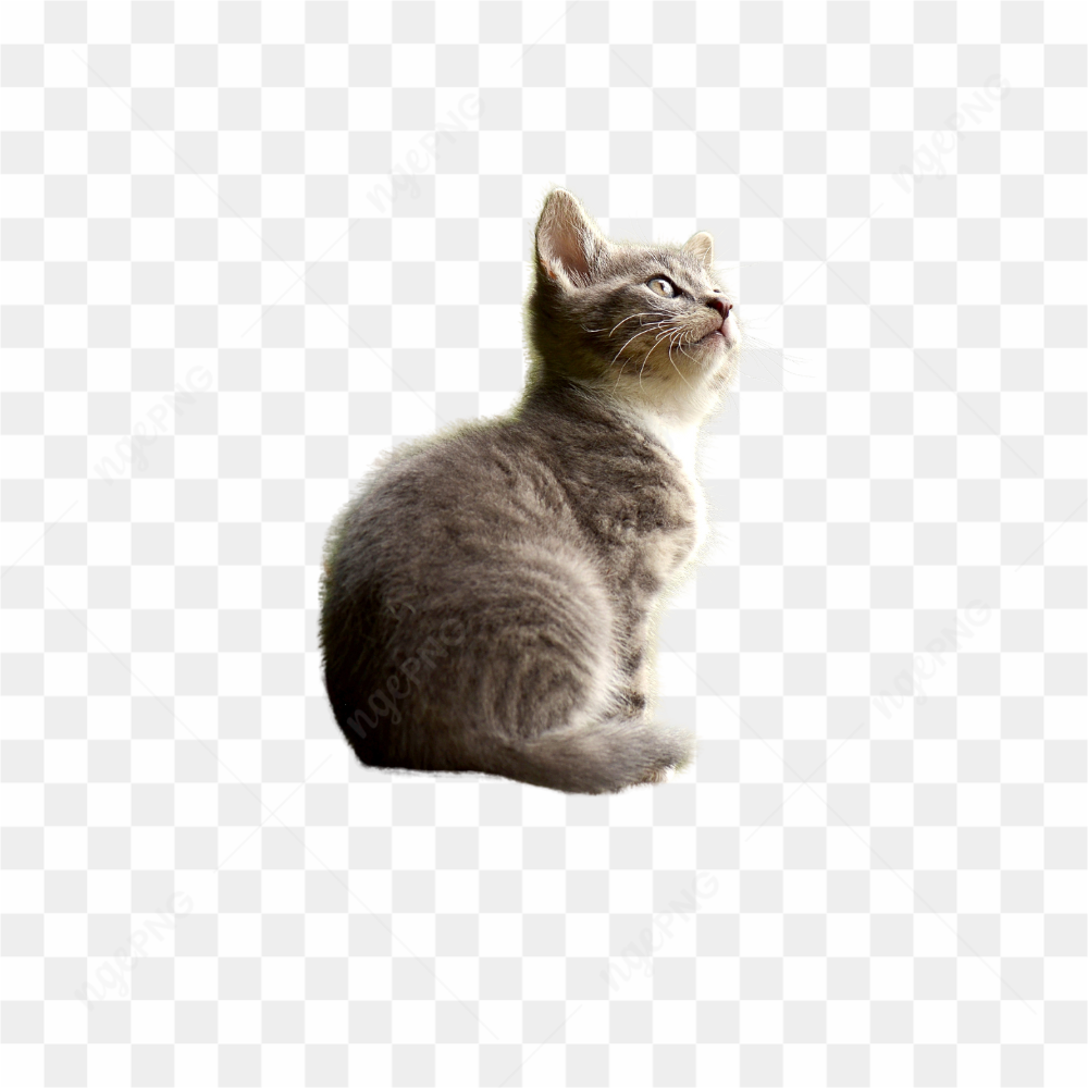 Gatinho de estimao