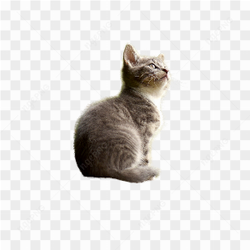 Gatinho de estimao