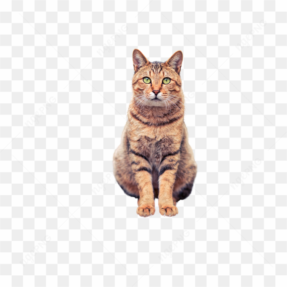 Meu lindo gatinho