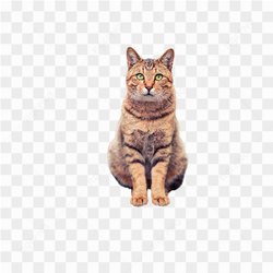 Meu lindo gatinho