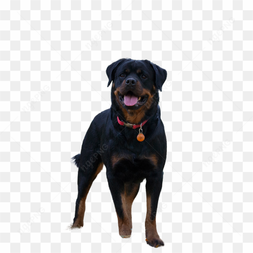 Co rothweiler preto