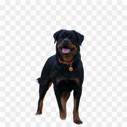 Co rothweiler preto
