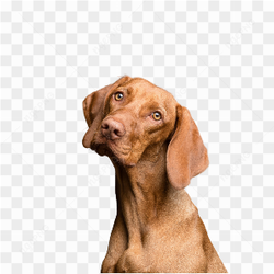 Cachorro de estimao
