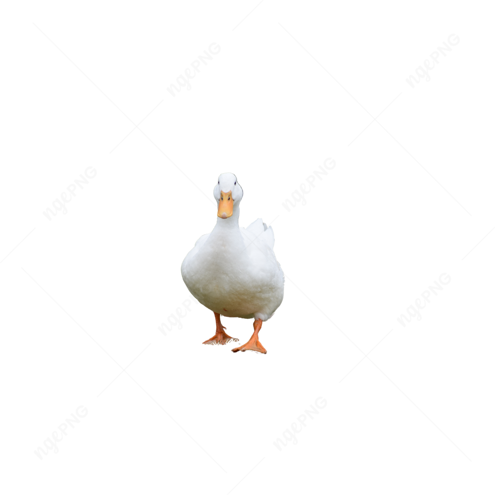 Pato branco andando