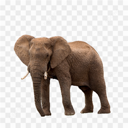 Elefante grande e castanho