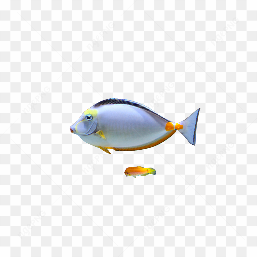 Peixes lindos no mar