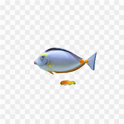 Peixes lindos no mar
