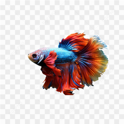 Peixe lindo colorido
