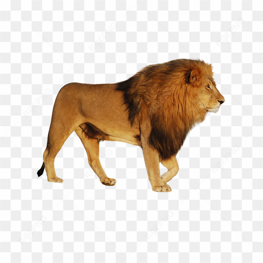 Grande leo caminhando