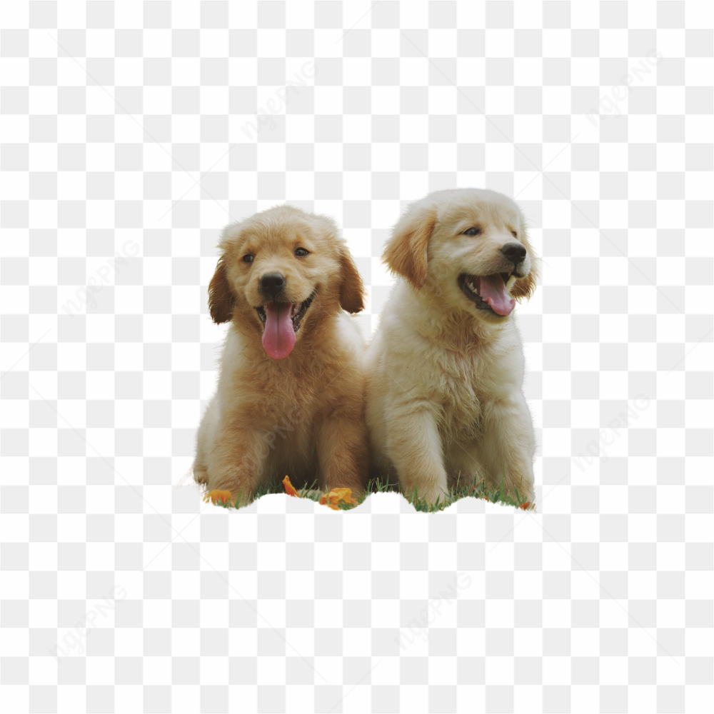 DOIS CACHORROS BEBS