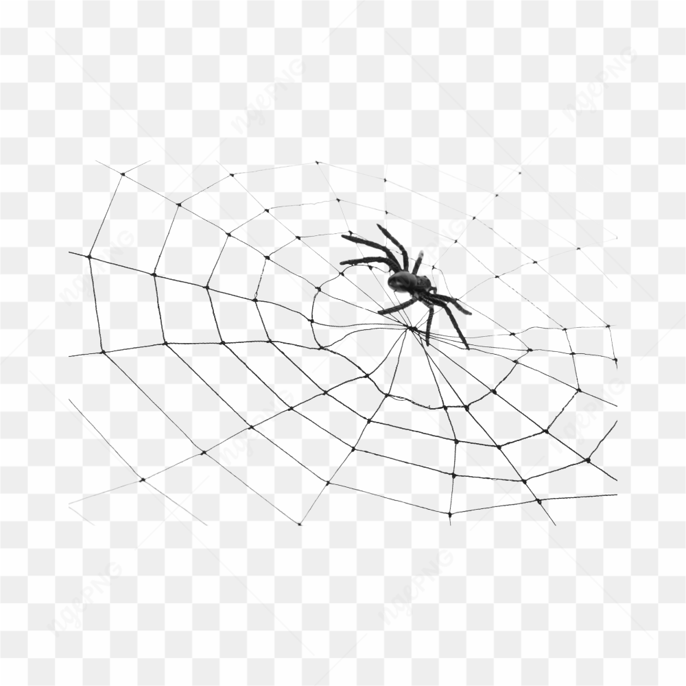 ARANHA NA TEIA