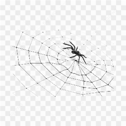ARANHA NA TEIA