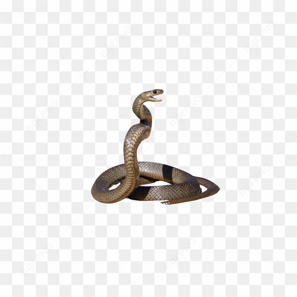 COBRA PREPARADA PARA O BOTE