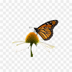 BORBOLETA TIRANDO O PLEN DA FLOR